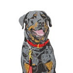Black Dog