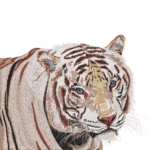 White Tiger Portrait