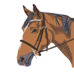 Bay Horse Head with Dark Bridle