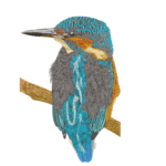 Kingfisher Bird on Branch