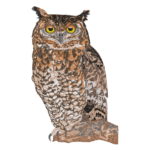 Great Horned Owl Realistic Portrait