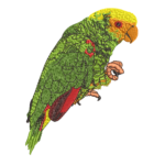 Green Amazon Parrot on Perch