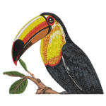 Toucan on Branch